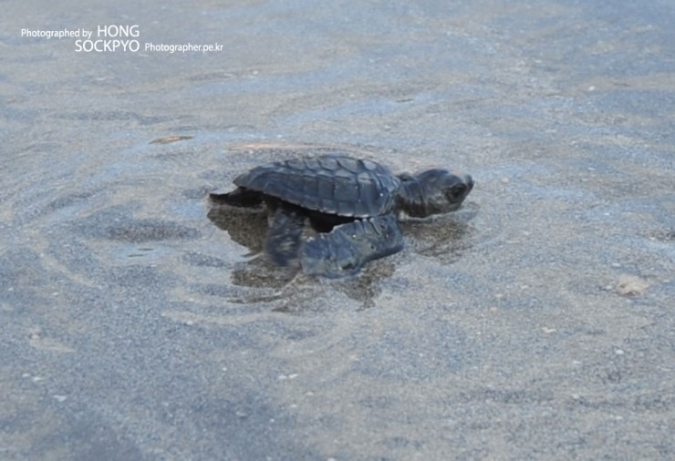 [발리 7편] 발리에서 볼 수 있는 특별한 거북이 방생, 발리 바다 즐기기
